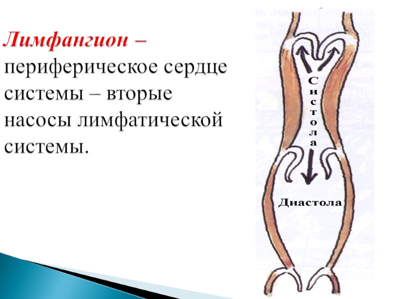 Лимфангион – периферическое сердце системы – вторые насосы лимфатической системы.